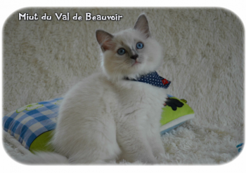 mâle blue point-mitted 